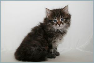 Male Siberian Kitten from Deedlebug Siberians